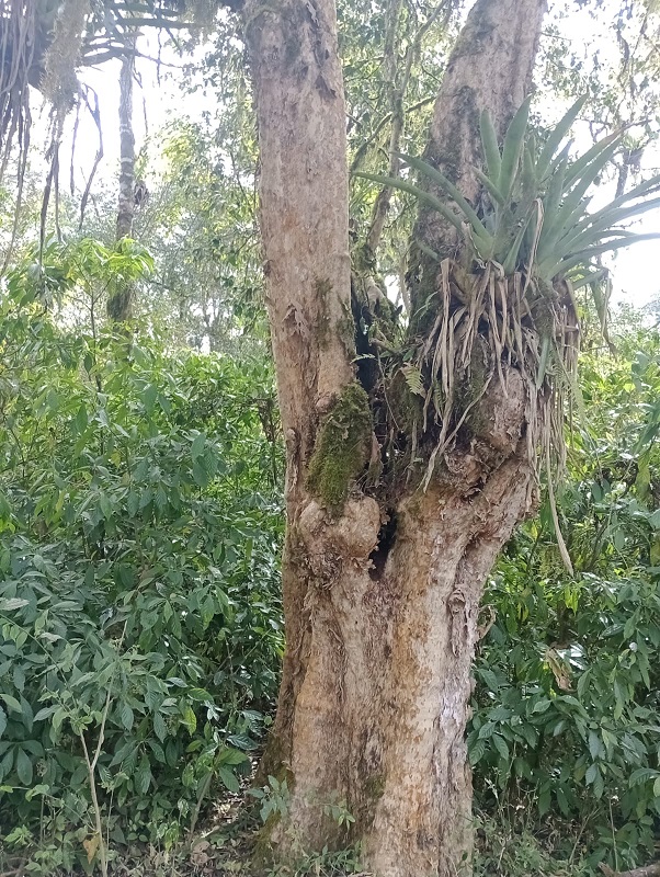 The valuable natural treasure protected by El Morado.